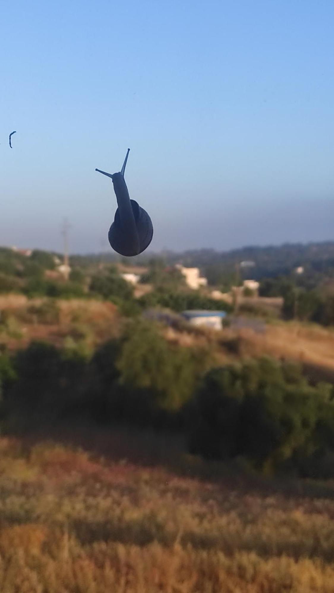 Nova Quinta Moderna Torramo Em Oliveiras, Campo De Laranjas, Na Nacional 2, Alentejo 13750 M2 Villa Torrão Dış mekan fotoğraf